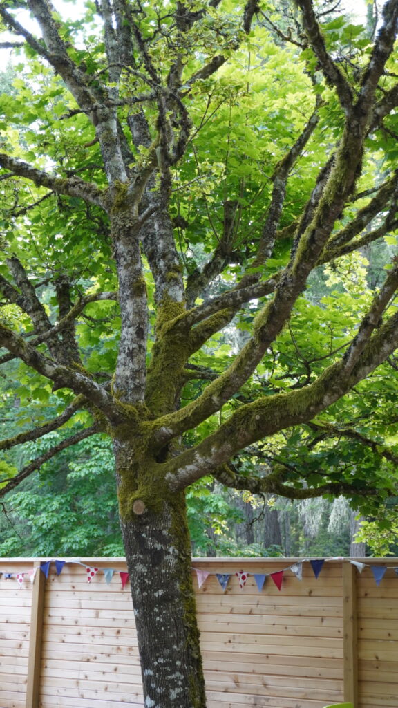 SGINH Epicentre's tree covered in moss with vibrant green leaves, set against a wooden fence decorated with colorful bunting in a forested outdoor play area.