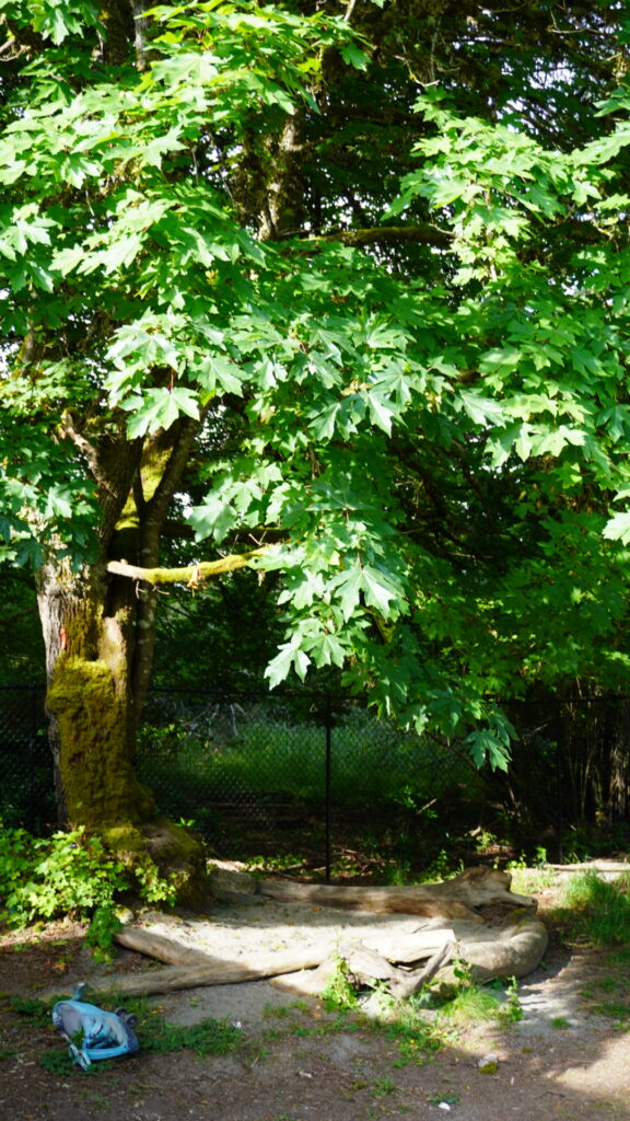 Shaded sandbox area bordered by large tree roots and logs, with leafy trees overhead and a scooter and other toys scattered nearby.